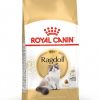 Royal Canin Ragdoll Adult 2 kg - رویال کنین خرید غذای خشک گربه پاتی شاپ خرید فروش قیمت غذای گربه سگ تر خشک قیمت بهترین